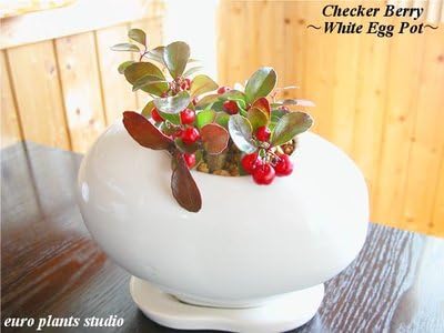 Amazon たわわに実った赤い実 チェッカーベリー エッグポット ホワイト Checkerberry Egg Pot White インテリア観葉植物 鉢植え 観葉植物 オンライン通販