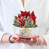 Freshcut Paper Pop Up Cards, Mini Birch Poinsettia, 6 Inch Mini Sized Forever Flower Bouquet 3D Popup Greeting Cards, Christmas Card, Holiday Card, Blank Notecard & Envelope