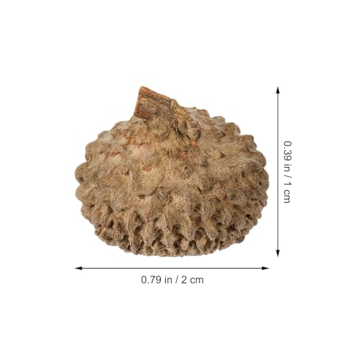 50 Piezas Cáscaras Naturales de Bellota para Manualidades miniatura 4