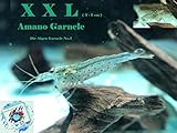 caridina multidentata zucht  Topbilliger Tiere XXL Amano Garnele Caridina multidentata 3-5 cm 5X