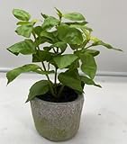 artplants