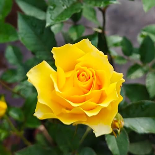 rose rampicanti resistenti semi profumati - esotiche in vaso perenni da giardino 350pcs