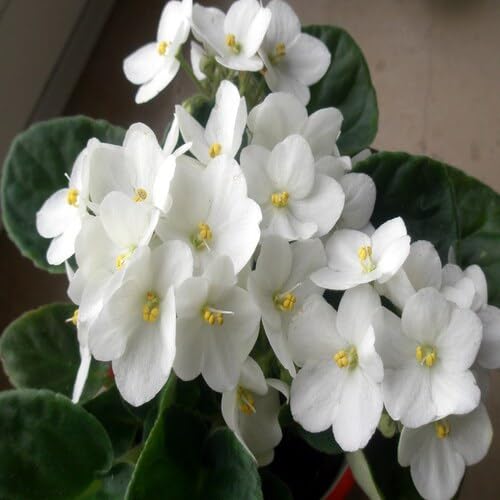 Cetechondra 687686 100 Stück weiße Saintpaulia-Samen