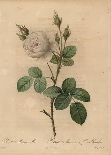 Impression Toile Rosa Muscosa Alba Pierre Redouté portrait botanique haut de gamme pour mur