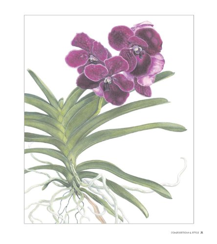 Botanical Portraits with Colored Pencils