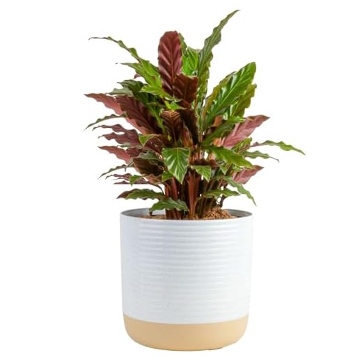 Costa Farms Calathea in Decorative Pot