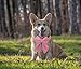 THAIN Velvet Dog Collar with Style Bow Tie, Quick Release Plastic Buckle Adjustable Dog Collars for Small Medium Large Dogs Pets(S, Velvet Pink)