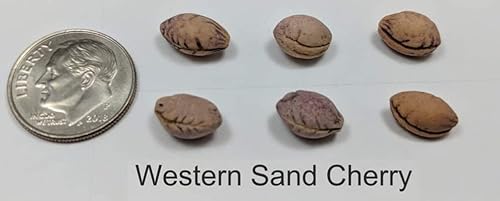 Miniatura 3 de Western Sand - Semillas de cereza - 6 semillas - Muy raras - Ideal para paisajismo o bonsái