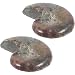 Gatuida 2Pcs Ammonite Ornament Educational Ammonite Model Ammonite Specimen Ammonite Decoration