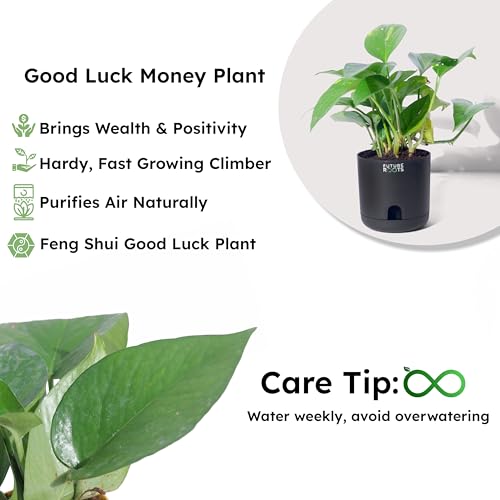 Image of Future Roots Good Luck Golden Money Plant with Self Watering Pot - Air Purifying Indoor Live Feng Shui Plant for Home, Living Room, Kitchen, Office Desk, Bedroom Decor (Black)