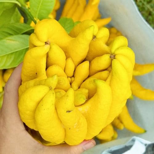 semillas de bergamota citrica medica de invierno, resistentes para jardín de bergamota, resistentes para jardín, 125pcs