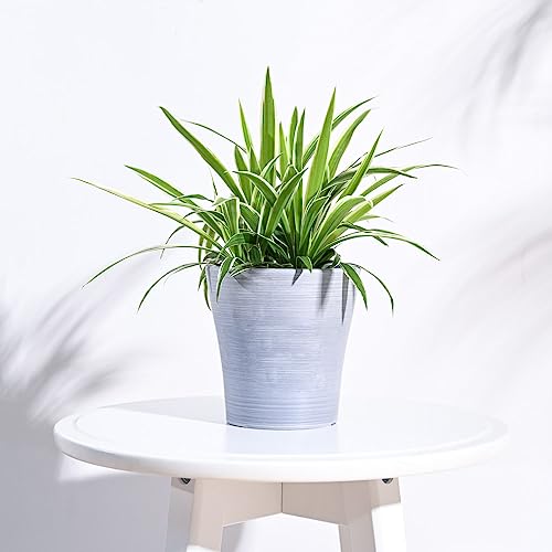 Image of UGAOO Rezer Tivoli Plastic Flower Pot (Diameter 4.7 Inches, Light Grey) | Durable Planter for Home, Balcony, Garden & Patio | Indoor & Outdoor Use | Stylish Gamla for Living Room & Decor