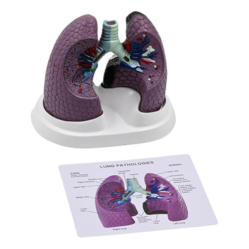 Modèle anatomique pulmonaire de haute précision avec détails