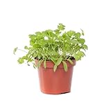 Cilantro o Coriandro Natural Planta Aromática de Uso Culinario
