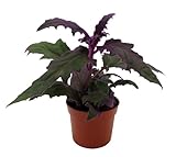 Purple Passion Plant - 2.5' Pot - Gynura - Indoors