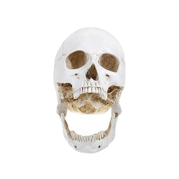 Doc.Royal Realistischer Totenkopf, Maßstab 1:1, menschlicher Totenkopf, Lebensgröße, anatomisch, medizinische… – Bild 8
