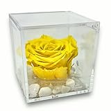 Premium-Rosenwürfel rosa stabilisiert gelb 10 cm