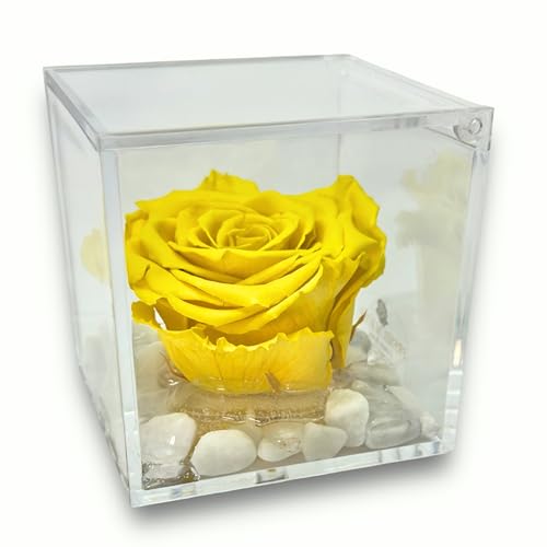 Premium-Rosenwürfel rosa stabilisiert gelb 10 cm