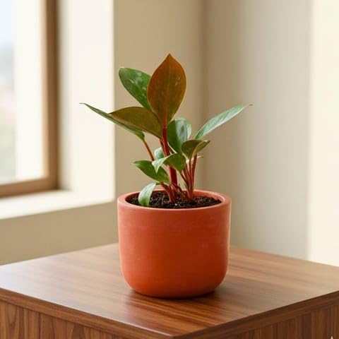 Plants Bedroom Clean Air Pack Set of 3 Live Plants | Aloe Vera + Areca Palm + Rubber Plant | Air Purifying Low Maintenance Indoor Combo for Bedroom & Home Decor | BM Nursery-image-4