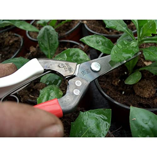 Image of Okatsune Bud Cutting Shears in Box No. 304
