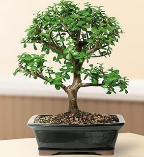 Bonsai Boy e2122 Baby Jade Bonsai Tree - Portulacaria Afra - Large