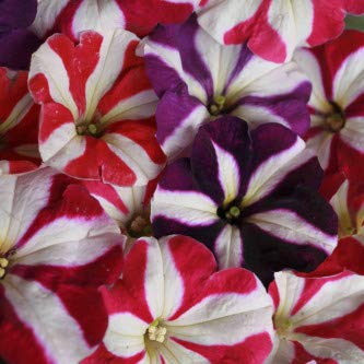 Biocarve Seeds Petunia N C Star Mix - Pack of 200 Seeds (B01ASWMGXI) Amazon Price History, Amazon Price Tracker