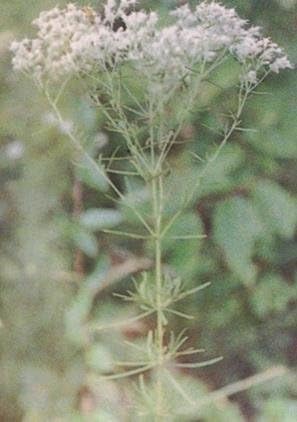 Lanceleaf Thoroughwort (Eupatorium hyssopifolium), paquete de semillas, verdadera semilla nativa