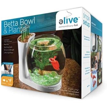 small betta aquarium