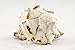 Black Murex | Black Murex Sea Shells | Collector Shell | 1 Piece Set for Display or Decor | Plus Free Nautical Ebook by Joseph Rains (5