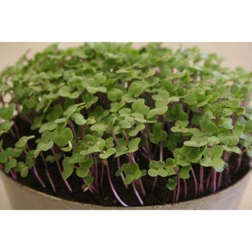 Wafer Kings Seeds - Sprouting Seeds Salad Rape - 2500 Seeds