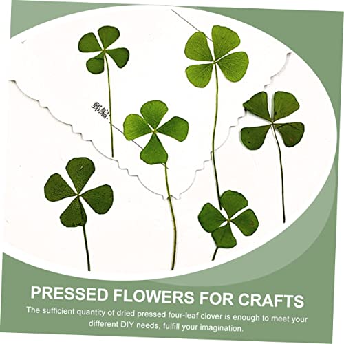 Dried Four Leaf Clover para Manualidades 24 piezas miniatura 2