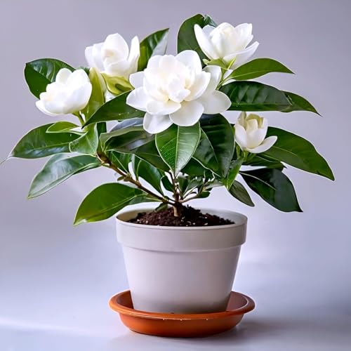 Image of Hidden Enterprise Gandharaj Live Flower Plant with Strong Fragrance for Garden Balcony Terrace Outdoor | Healthy Plant Producing Large White Blooms | Ideal for Natural Aroma Landscaping and Greenery