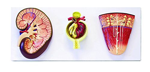Image of Jackson Global JS00092 3 Models Set Shows The Basic Structure of Kidney | Enlarged 3X | Bowman's Capsule 700x and Nephron 120x | Accompanying Key Card