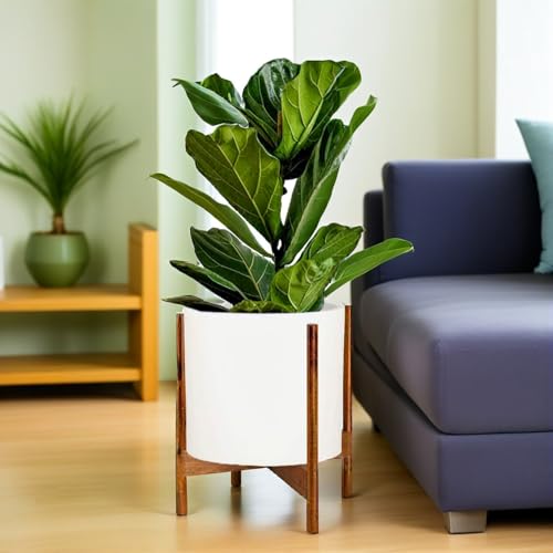 Fox & Fern Mid-Century Moderne plantenstandaard, zonder witte keramische sierpot - Afbeelding 3
