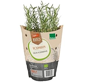 tegut…Bio Rosmarin im Topf