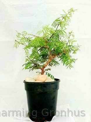See full amazon price history chart for Charming Gronhus Live Shami Holy Tree Prosopis Cineraria Plant Banni Maram Sammi Summy Dhaniushta Patra Sami Plant Chikur Chonkar Paudha With Black Plastic Pot Charming Gronhus Live Shami Holy Tree Prosopis Cineraria Plant Banni Maram Sammi Summy Dhaniushta Patra Sami Plant Chikur Chonkar Paudha With Black Plastic Pot (B0CQWLJZ9M) Amazon Price History, Amazon Price Tracker