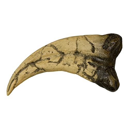 Utahraptor Claw (Teaching Quality Recreation) image 4