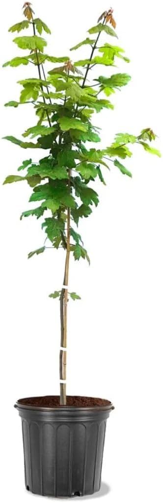 Autumn Blaze Maple, 1 Gallon Live Nursery Pot, Fast Growing Shade Tree with Fall Color | Arbor Day Foundation (Due to Agricultural Laws, Unavailable to CA or AZ)