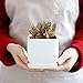POTEY 051101 Square Succulent Plant Pot - 3.5 Inch White Ceramic Small Planters for Cactus Succulent with Drainage Hole & Saucer, Set of 2
