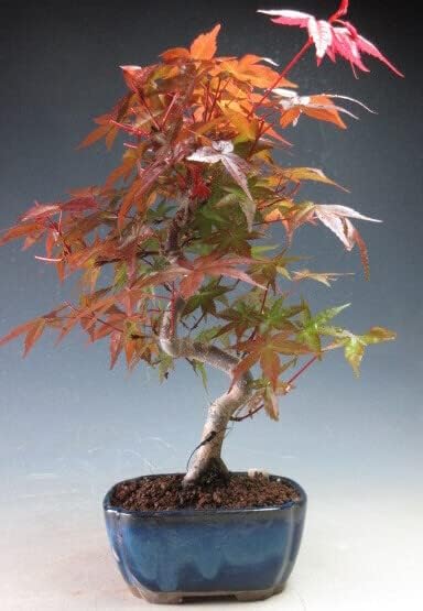 Amazon バーゲン セール 盆栽 もみじ 出猩々 曲付き 3155 観葉植物 オンライン通販