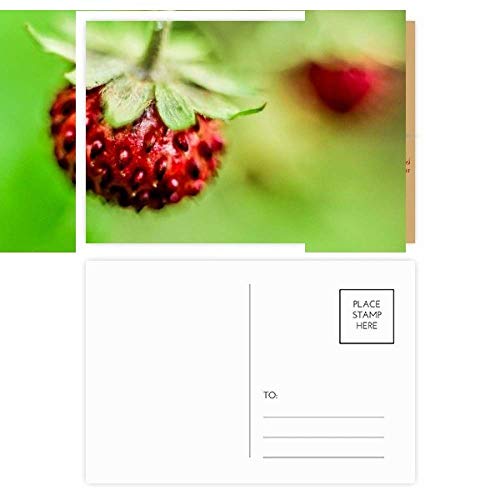 Cartes postales Fresh Berry pour envoyer de douces pensées à vos proches