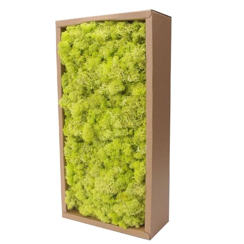 ACADOIT Musgo de reno preservado, 17.5 onzas, verde natural, kit de bricolaje para jardinería, arte de pared, floristería, terrarios, decoración de jardinería, paisaje, decoración de jardín (amarillo