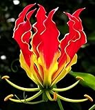 Flame Lily Seeds for Planting - Gloriosa superba - 15 Seeds