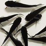 メダカ 生体 【日の丸めだか】 極上 1ペア めだか 高級 観賞魚 アクアリウム (オロチ)