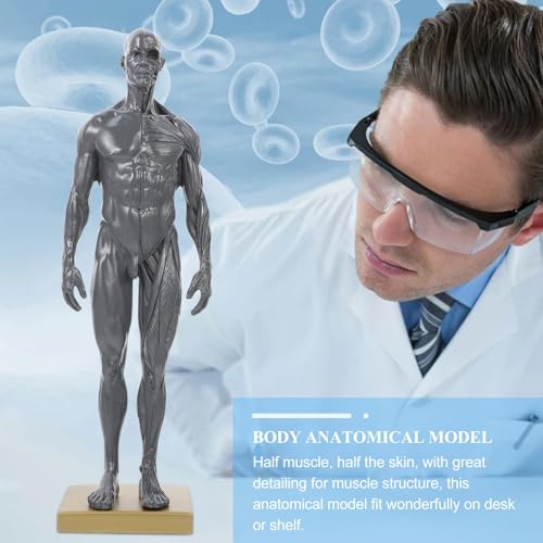 Modèle d'anatomie de squelette en résine Zerodeko pour matériel didactique