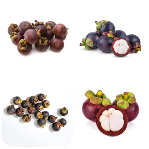 Mangostan Semillas Marca Generic