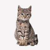 CERDÁ Life's Little Moments - Marvel Hundehalsband Kleine Hunde | Marvel Halsband Mini Hunde Offizieller Lizenz, XXS-xs