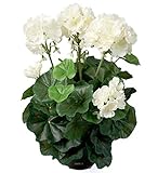  Artificielles.com - Géranium artificiel 6 têtes en pot lesté H35cm superbes feuilles Crème - couleur: Crème