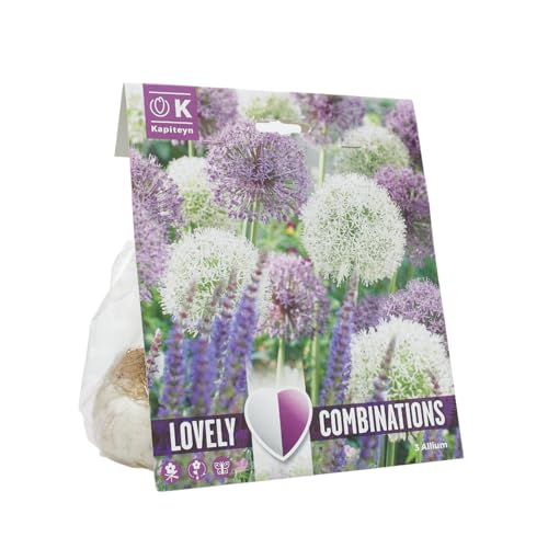 Bulbos de Allium Lovely Combination (3 uds) | Floración en Primavera | Flores Esféricas y Decorativas en Tonos Violeta y Blanco | Ideal para Jardines y Macetas