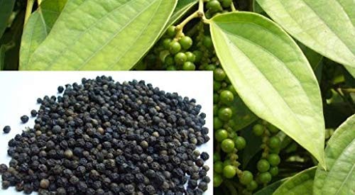 Garden Nature Care Live Black Pepper Plant for Garden, Home (B0BN8RTBRB) Amazon Price History, Amazon Price Tracker